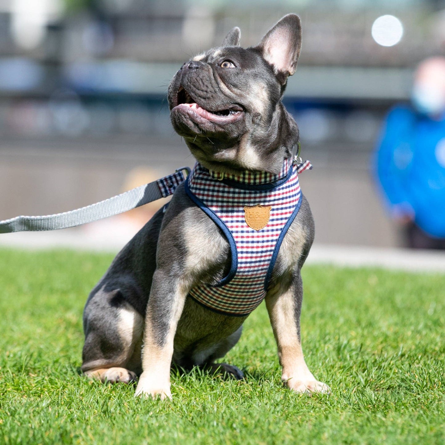 Fabric Dog Collar - Checkered Navy and Red: S