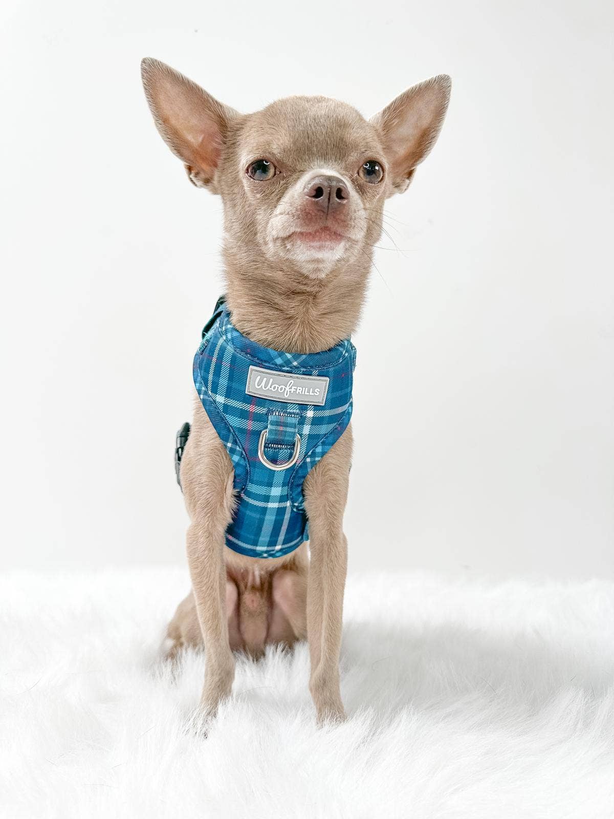 Adjustable Dog Harness | Plaid Date: XS