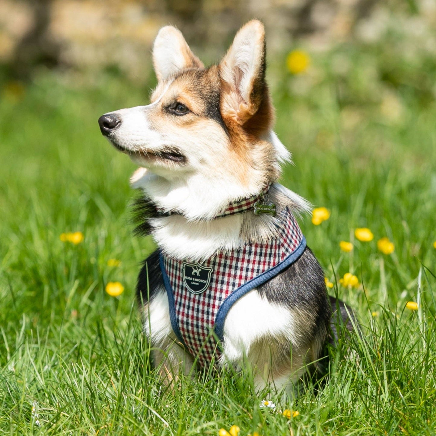 Fabric Dog Collar - Checkered Navy and Red: S