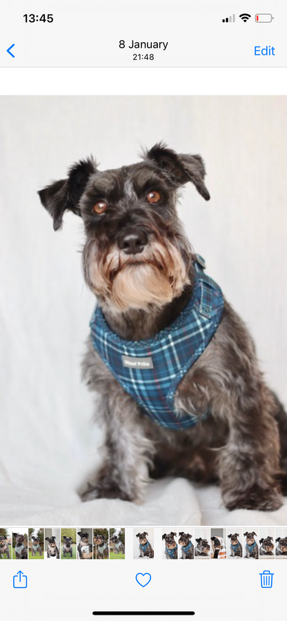 Adjustable Dog Harness | Plaid Date: XS